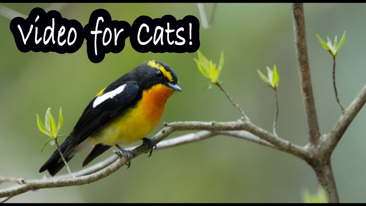 Videos for Cats to Watch - Japanese Bird Watching!