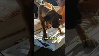 1 year old bullmastiff, so afraid to jump #shorts #trending #viral #funnyvideo #bullmastiff