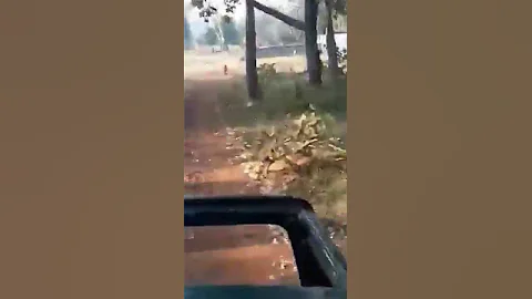 Matkasur Male Tiger attacks deer @ Tadoba National Park....Damn scary it was...