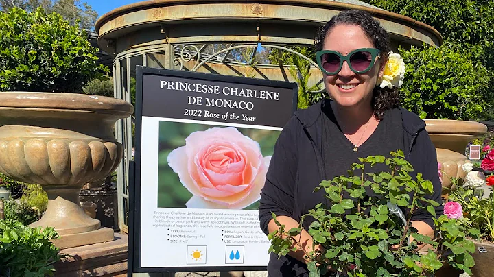 Introducing the Rose of the Year  Princesse Charle...