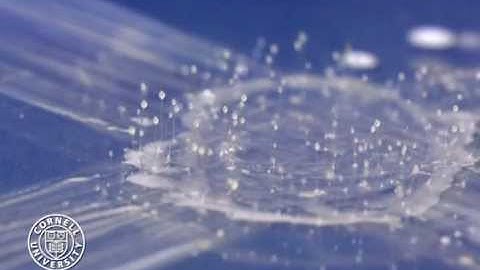 Dictyostelium discoideum: a cellular slime mold