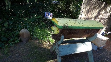 Bee Swarm Moving Into Top Bar Hive