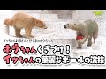 【天王寺動物園】ホウちゃんくぎづけ！🐻‍❄️🔴🐻‍❄️イッちゃんの華麗なボールの演技[Tennnoji Zoo] Polar bear, Icchan and Houchan.
