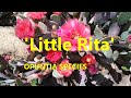 The Plant Traveller:  Opuntia 'Little Rita'  #opuntia  #opuntiahybrids
