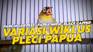 PLECI PAPUA NGERIWIK HALUS KOMPILASI