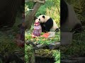L'originale "torta" di compleanno per le gemelle panda