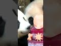 L'originale "torta" di compleanno per le gemelle panda
