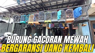 Download Lagu BURUNG GACORAN MEWAH‼️ GARANSI 2 MINGGU | TIDAK COCOK UANG KEMBALI🔥 MP3 Download Lagu BURUNG GACORAN MEWAH‼️ GARANSI 2 MINGGU | TIDAK COCOK UANG KEMBALI🔥 MP3
