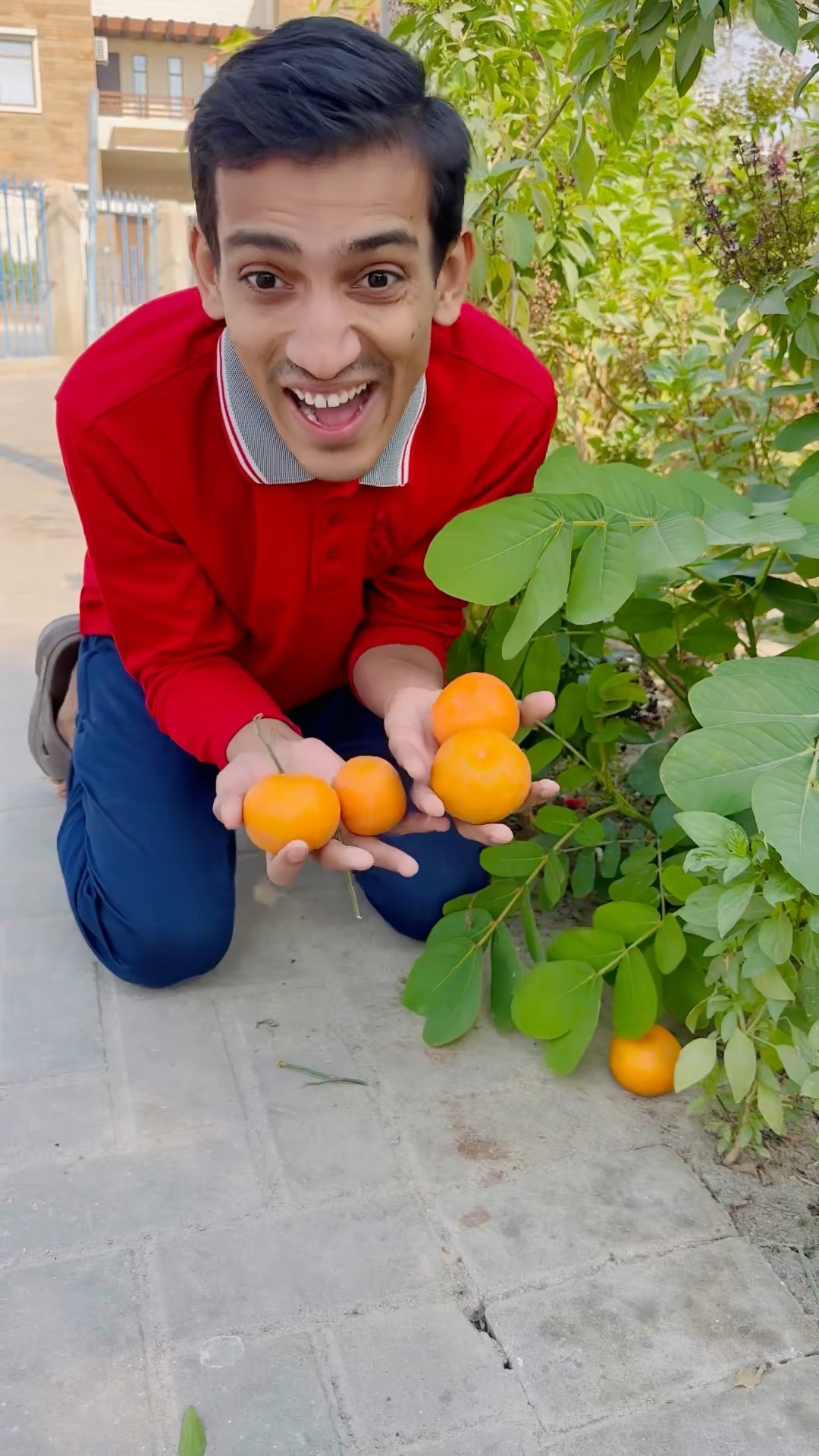 Monkey?Fighting For Orange ?|