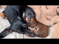 Family diary dachshund puppies 3 weeks old