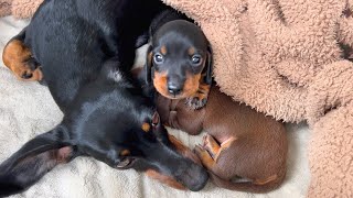 Family Diary Dachshund puppies 3 weeks old.