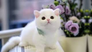 Cute Overload: AIGenerated Little Cat!', @SajoCat #LittleCat #CatLover #aiCat