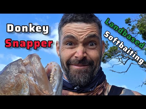 Donkey Snapper On Softbait Catch And Cook With Nova And Pierre