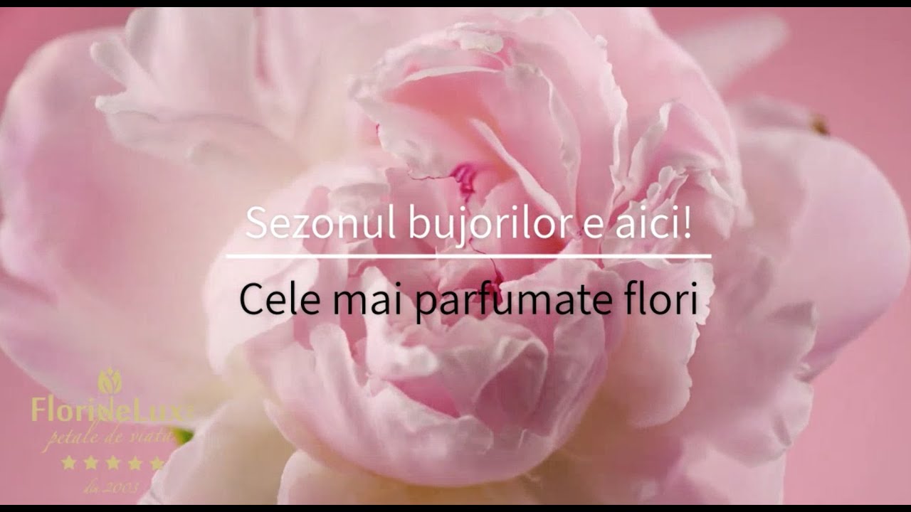 Bujori la promotie! Comanda online bujori, livrare oriunde! 