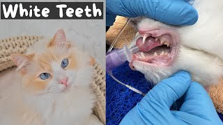 What to Expect for a Cat Dental Cleaning Procedure (Complete Walkthrough) | The Cat Butler