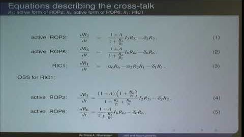 Dr. Veronica Grieneisen | Multilevel approach to cell and tissue polarity and traffic jams
