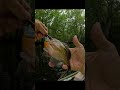 Fishing Surprise at the Ambush Tree!