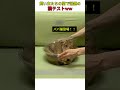 飼い主たちの間で話題の猫テストww #おすすめ #youtubeshorts #shorts