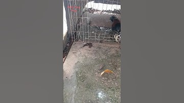 #рысь #природа #карелия #лиса bìm bịp ăn rắn cạp nia cực độc