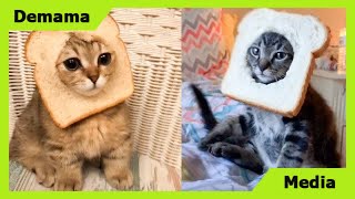 Cat Reaction to Cat Bread - Funny Cat Bread Reaction Compilation