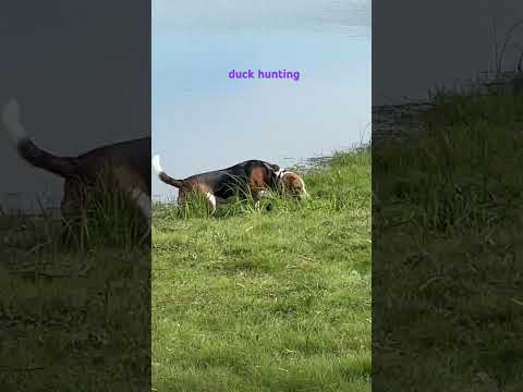 my dog Prada is an Estonian hound who loves to hunt #shorts#short#dog#funny#shortvideo