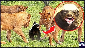 10 Most Fearless Animals In The World