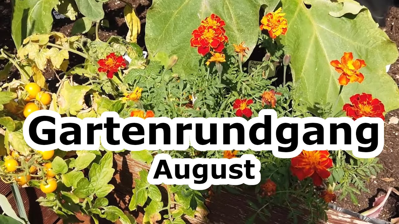 Gemüsegarten im August Gartenrundgang August 2022 Sommer im Garten