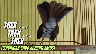 SUARA KRETEKAN SRDC JANTAN MEMANCING GACOR 3MOSI L4W4N - sikatan rimba dada coklat