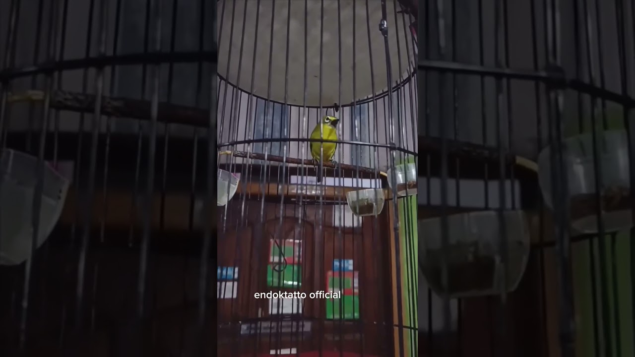 Kicauan Pleci Nembak Mewah 