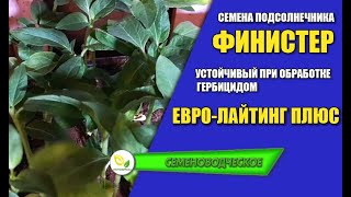 Семена подсолнечника Финистер устойчивый при обработке гербицидом Евро-Лайтинг Плюс.