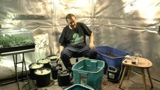 Transplanting Newly rooted Clones