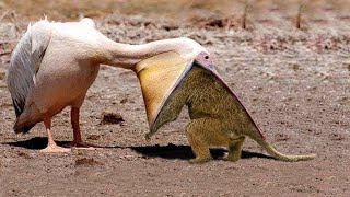 Horrible Ways This Bird Swallows Prey In Seconds | Wildlife Documentary by Wild Animals 48,523 views 11 months ago 10 minutes, 46 seconds