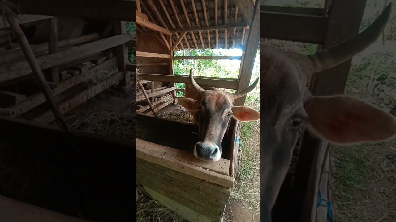 mbab lagi lihat ternak takut ada monyet 🐒🤭😁