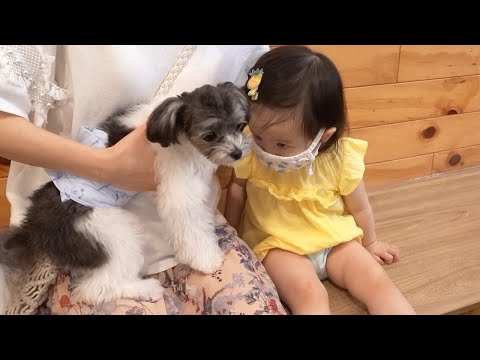 태어나서 처음으로 애견카페 🐶 가본 19개월 예나 아가씨 | 뉴욕이네