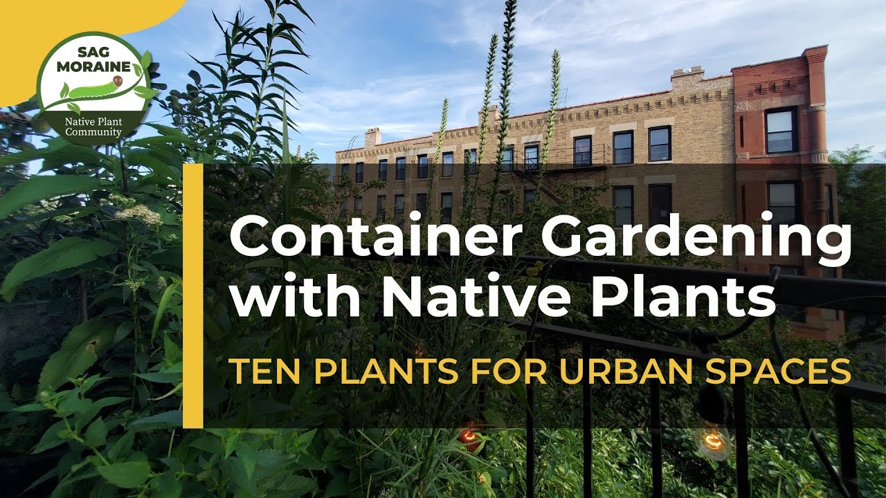 CONTAINER GARDENING with Native Plants: Ten Plants for Urban Spaces
