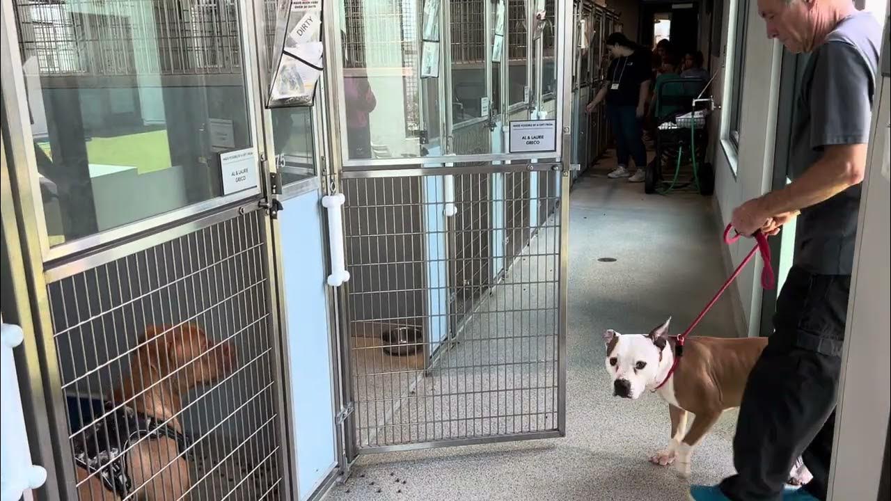 HOW TO Open kennel, leash with a lead, and put a dog back in the