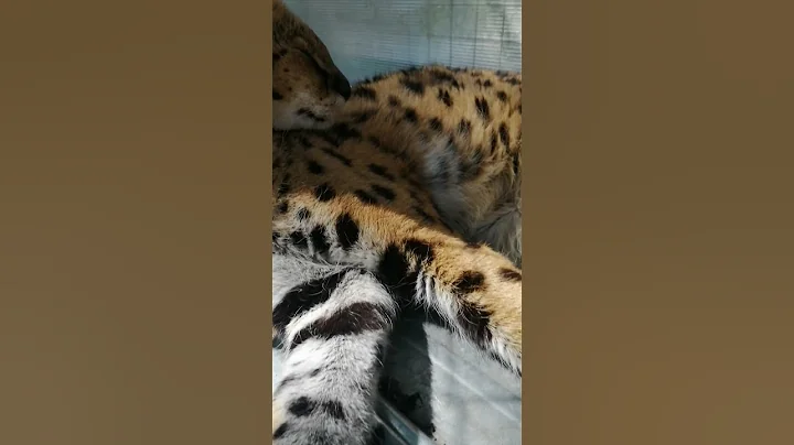 Video 2931681: serval pet, servals love, pets sleepy, pets cuddles, sweet cat