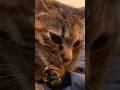 A cat deeply relaxed #short #cat #cats #catlover #catvideo #catshorts #catlife