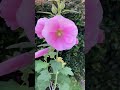 乙女なタチアオイ #flowers #nature #花