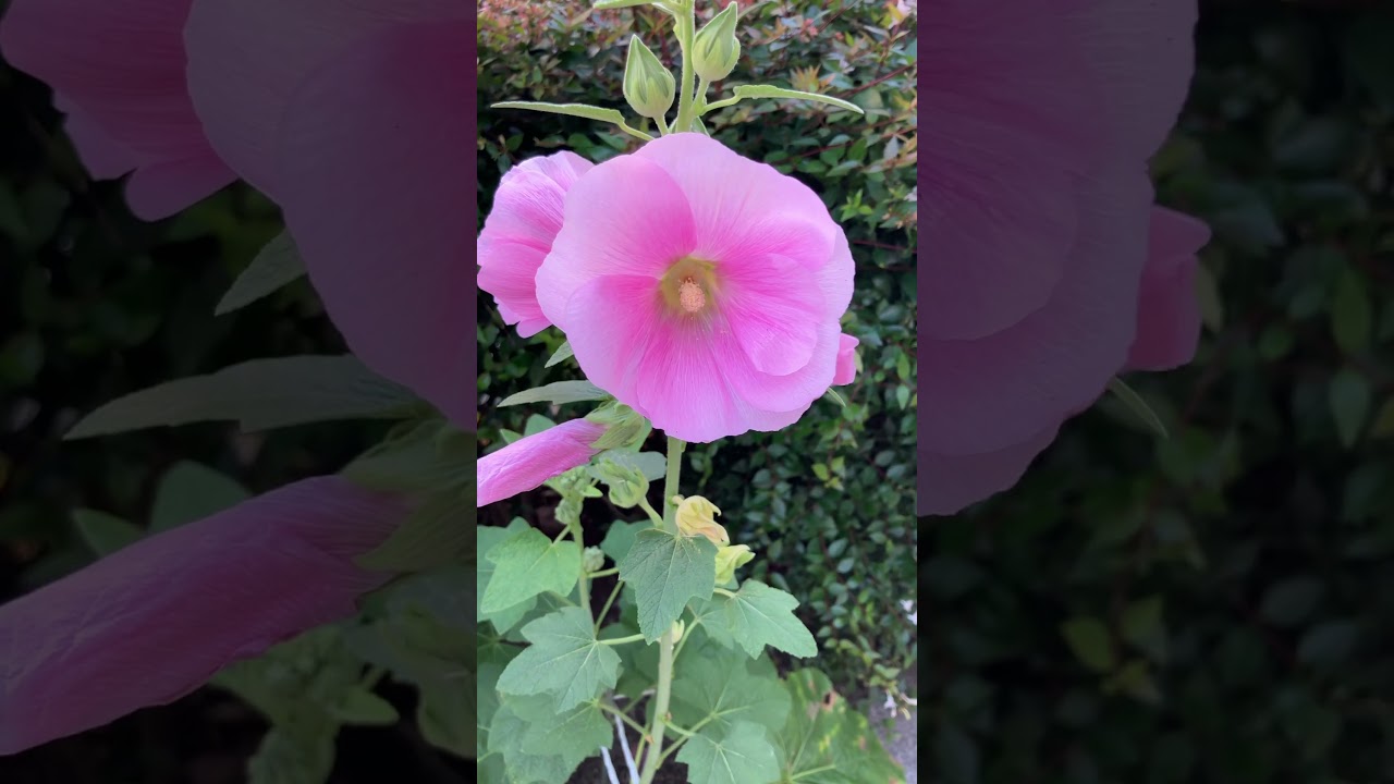 乙女なタチアオイ #flowers #nature #花