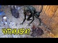 ЧТО ЭТО БЫЛО? ЧУПАКАБРА?