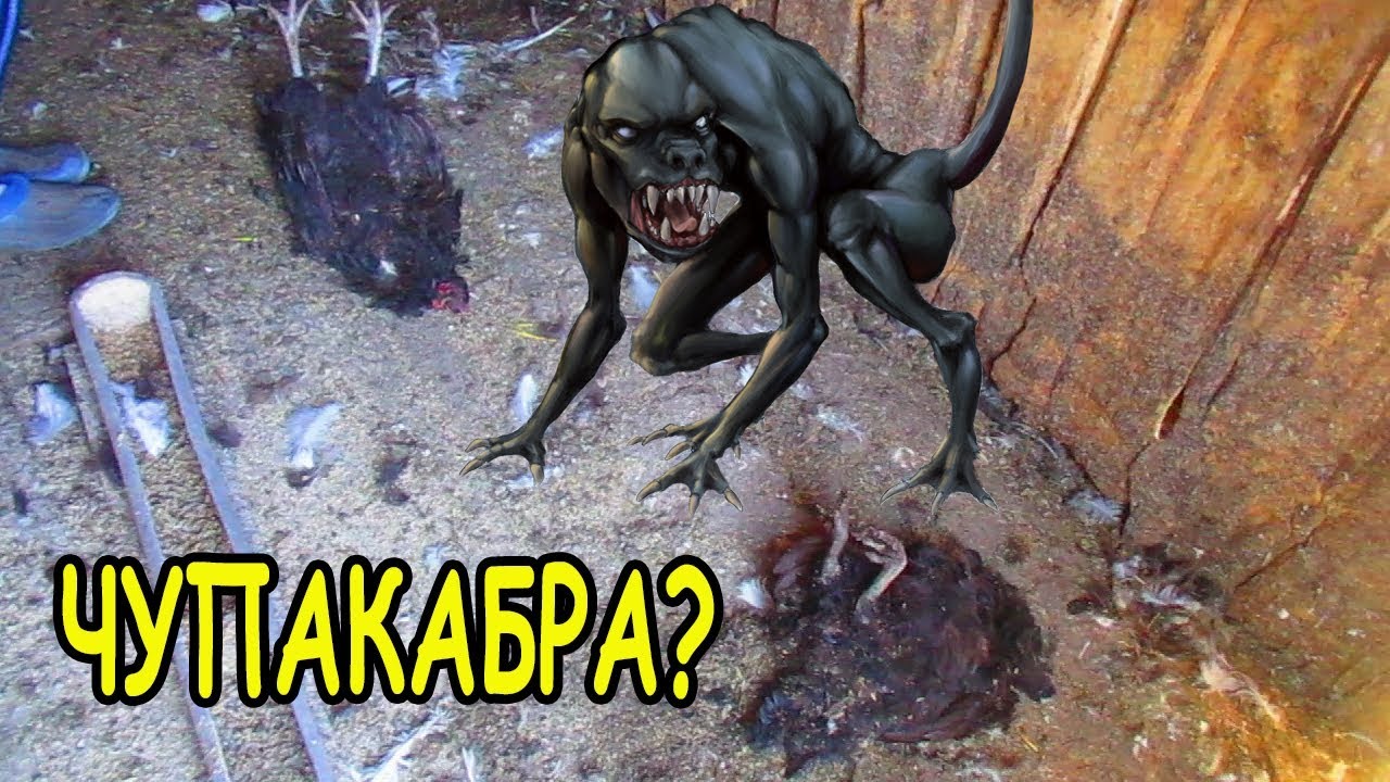 ЧТО ЭТО БЫЛО? ЧУПАКАБРА? Семья в деревне,Жизнь в деревне,Деревенский ...