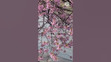 اللهم بلغنا ليله القدر القارئ جمال عبد الناصر تلاوه تريح القلب سوره القدر #اكسبلور #ارحقلبك