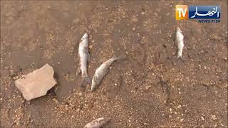 تبسة: نفوق الأسماك بسد الصفصاف يشكل خطرا ايكولوجيا يهدد المنطقة