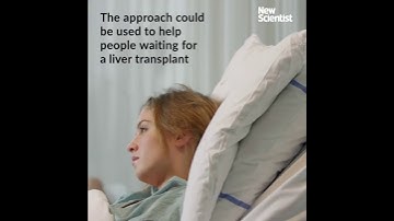 Donor organs created by dissolving and rebuilding pig livers