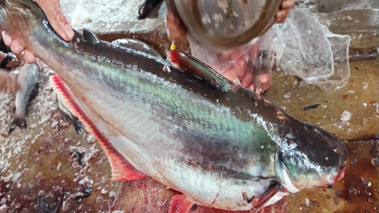  Amazing Pangas Fish Cutting in fish market / cutting skills - YouTube Bildidee 