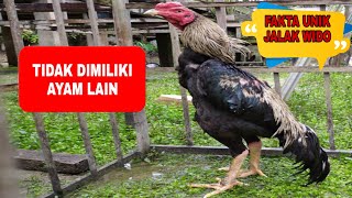 MENGERIKAN ⁉️ FAKTA UNIK AYAM BANGKOK, JALAK WIDO, Di dalam arena gelanggang
