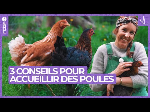Poules au jardin