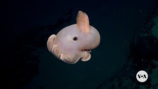 More Than 100 Apparently New Species Found in Deep Sea Off Chile | VOA News