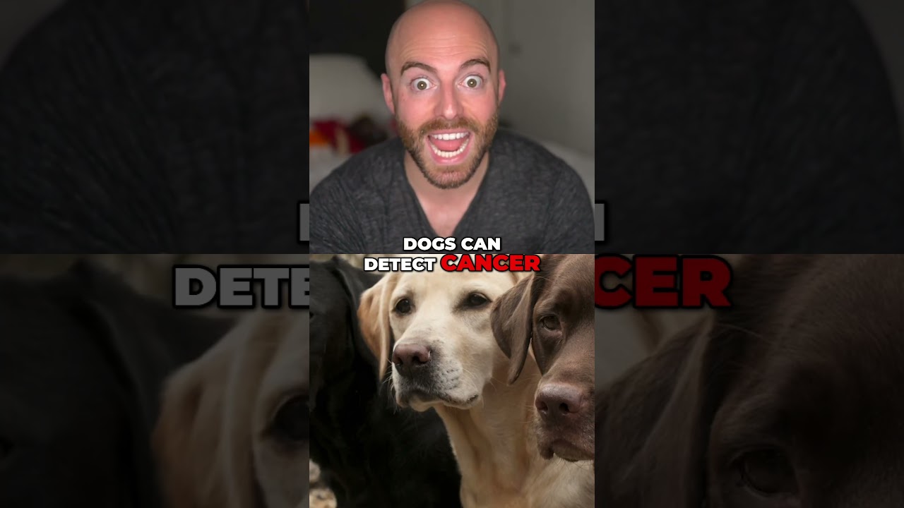 Собаки чувствуют запах рака, и секреты Аллеи славы в Голливуде!